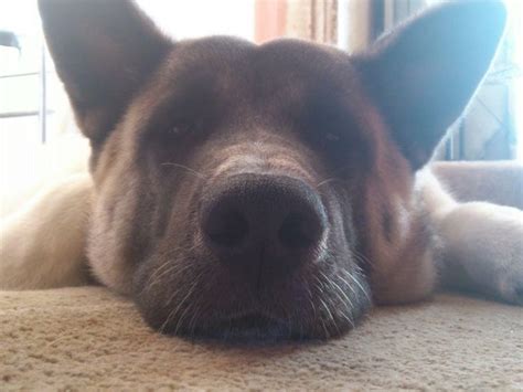 akita reddit|akita real name reddit.